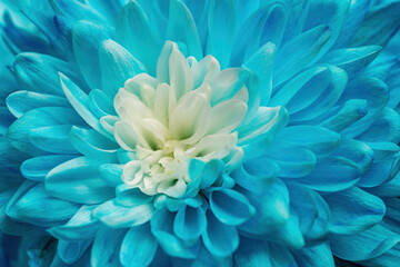 Beautiful blue chrysanthemum flower close-up