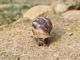 A big snail is slowly creeping in the forest after the rain. Focus on the selected point.