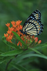 Viceroy butterfly (limenitis achippus) on orange milkweed (asclepias tuberosa) 