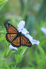 Fototapeta na wymiar viceroy butterfly limenitis archippus on wild petunia ruellia humilis