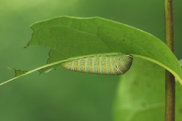 Zebra swallowtail eurytides marcellus caterpillar