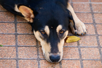 Stray dog sleeping on the cement floor, black dog, Thai Ridgeback, Focus on his face