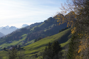 Feuillage doré devant les montagnes