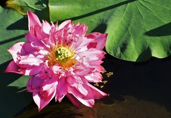 Lotus flower in a pond, nilambur, kerala, india
