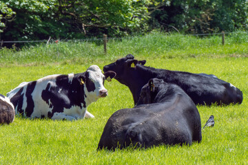 Several cows and a black bull on a green meadow on a sunny spring day. Cattle on free grazing. Ecological farm, landscape. Black and white cow lying on green grass field