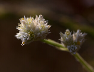 White thorny flower