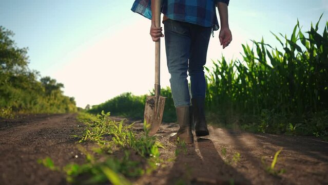 corn farming. a farmer walks next to a field of corn holding a maize shovel close-up of his feet in rubber boots. agriculture business corn concept. farmer feet in rubber boots with a shovel