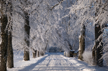 Winter landscape with majestic alley of frosted trees