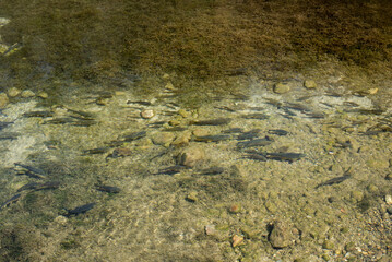 river, fish under water during the day