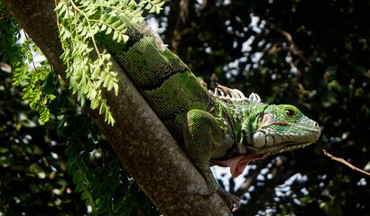 iguana en arbol de moringa