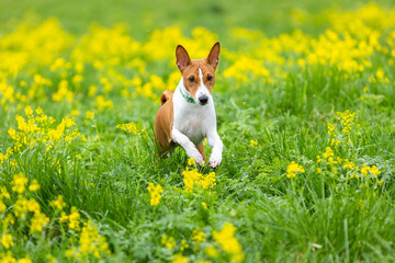 Red basenji puppy runs across the field through green grass and yellow flowers