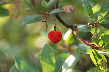 fruits of Arbutus unedo yellow and red in autumn. The arbutus is a species of shrub belonging to the genus Arbutus in the family Ericaceae.