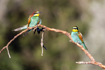 European bee-eater perched on a branch