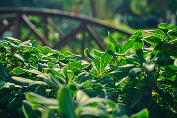 Leaves in the rays of the sun, close-up selective focus, city park, decoration and landscape of the urban environment. Idea for background or wallpaper