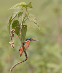 Common kingfisher, also known as the Eurasian kingfisher and river kingfisher.