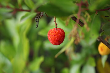 fruits of Arbutus unedo yellow and red in autumn. The arbutus is a species of shrub belonging to the genus Arbutus in the family Ericaceae.