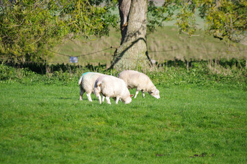 Fototapeta premium Moutons près du cercle de pierre d'Avebury