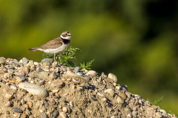 Little Ringed Plover at the water's edge on gravel
