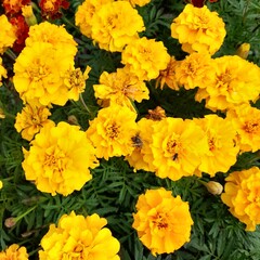Amazing bright yellow flowers tagetes patula in the autumn sun.
