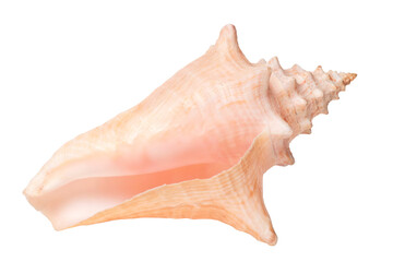 Sea shell close up. Isolated png with transparency
