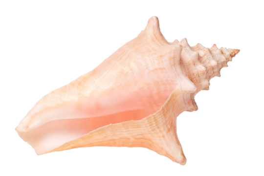 Sea shell close up. Isolated png with transparency