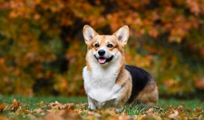 dog jack russell terrier sitting on the grass