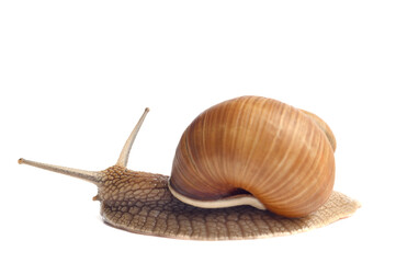 Snail isolated on white background. The concept of a cosmetic product from snail mucin, cosmetology services.