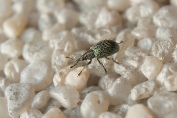 very young and small strawberry blossom weevil with a parasite on his leg