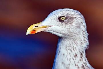 Herring Gull Portrait