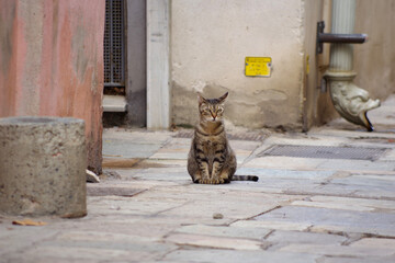 Chat dans une ruelle de Bastia