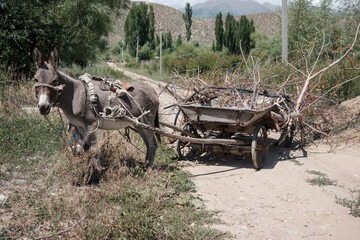 Donkey cart used to collect firewood near the shore of lake Issyk-Kul, Kyrgyzstan