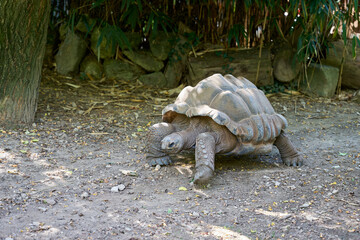 eine Seychellen-Riesenschildkröte, Aldabrachelys gigantea, eine vom Aussterben bedrohte und...