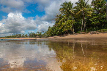 reflection of coconut trees at low tide