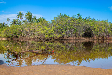 bushes reflecting in the lake