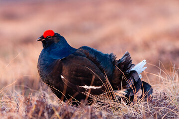 Lekking black grouse at morning on spring bog. Spring colors of morning swamp with blackcock. Lekking Black Grouse at sunrise.
