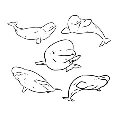 Naklejka na ściany i meble Hand drawn vector beluga whale. Sketch engraving illustration of whale. beluga whale vector sketch illustration