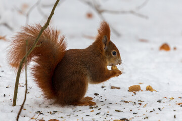 squirrels in the snow and eating nuts