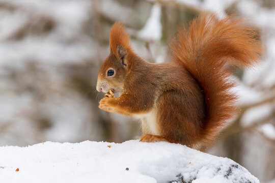 squirrels in the snow and eating nuts © Andreas