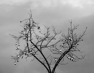 black and white photo of persimmons on a tree