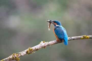 Eisvogel, natur, wild lebende tiere, orange, baum, tier