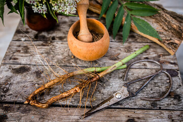 DWARF ELDER Root Dried ORGANIC Bulk Herb. Elder herbaceous - a medicinal plant used to treat...