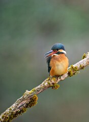 Eisvogel, natur, wild lebende tiere, orange, baum, tier
