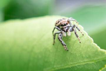 Spider 2