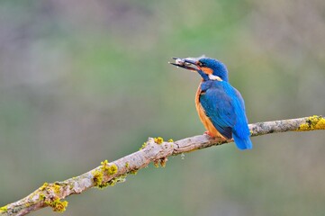 Eisvogel, natur, wild lebende tiere, orange, baum, tier