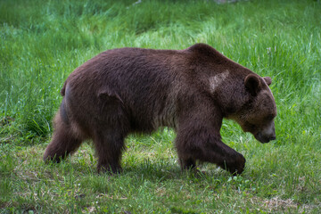 Obraz na płótnie Canvas Grizzly Bear in Spring