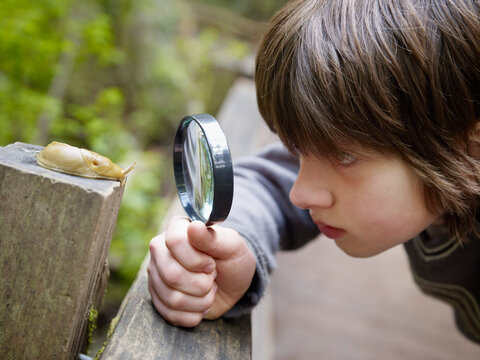 Boy Examining a Banana Slug Through a Magnifying Glass