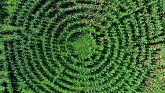 Labyrinth in the surroundings of the Ibon de Piedrafita. Aerial view from a drone. Jaca Stone. Jaca Municipality. The Jacetania. Huesca, Aragon, Spain, Europe