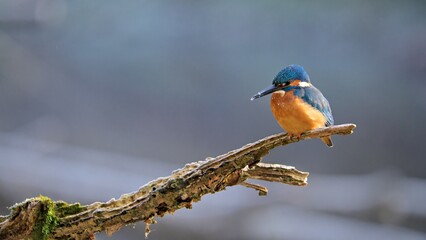 Eisvogel, natur, wild lebende tiere, orange, baum, tier
