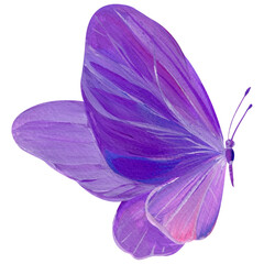 purple butterflies on isolated white background, acrylic painting, modern art