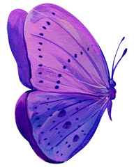 purple butterflies on isolated white background, acrylic painting, modern art